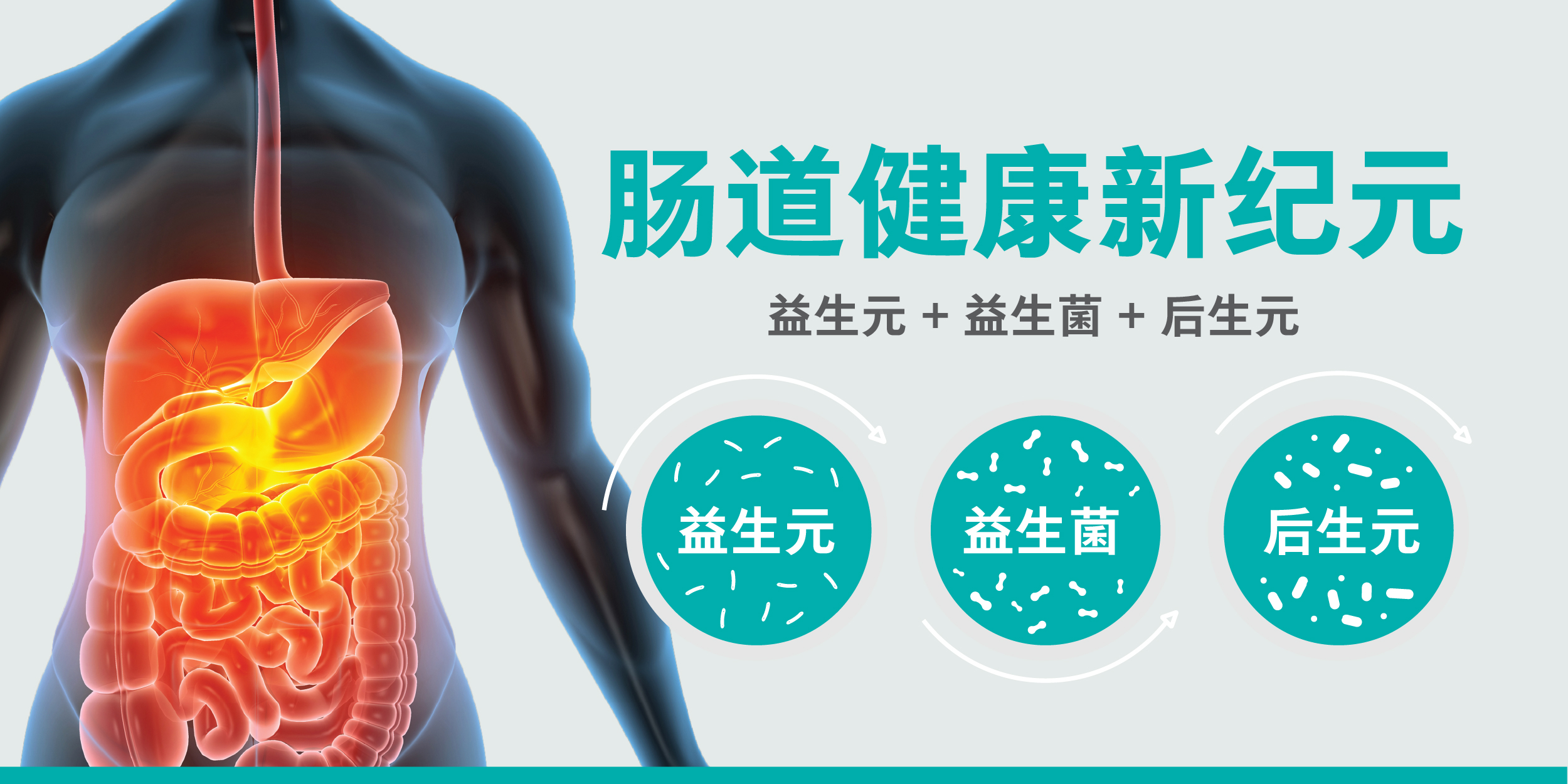益生元、益生菌、后生元：肠道健康新纪元